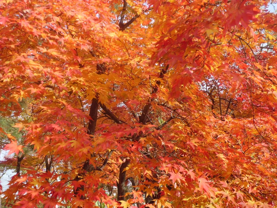 코르티스 엄성현 디카 casio exzs5 exz27 상품이미지9