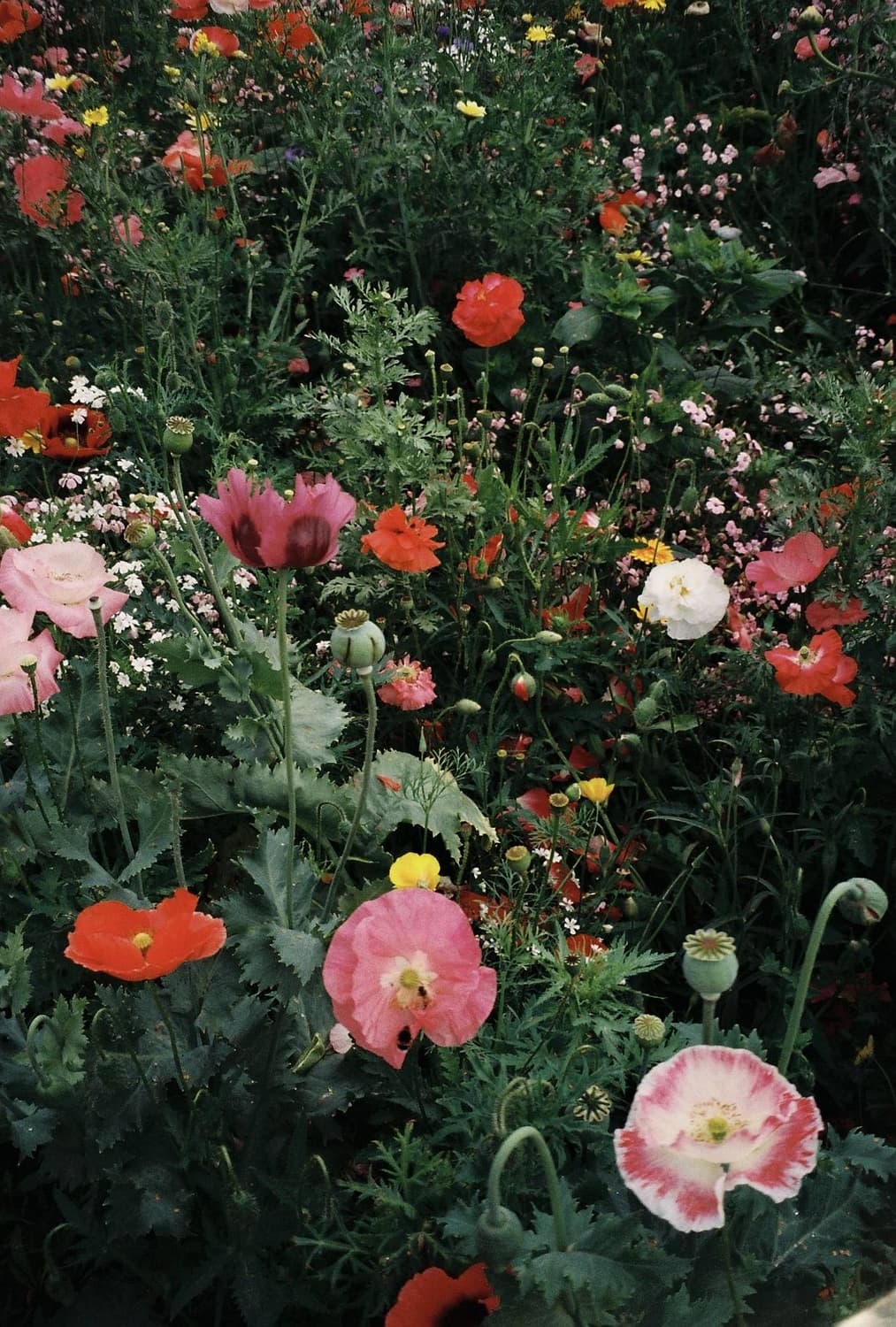 라이카 Z2X 최상급 상품이미지3