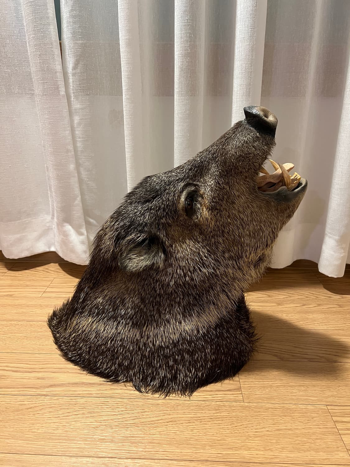 Javelina 숄더마운트 박제 헌팅트로피 상품이미지3