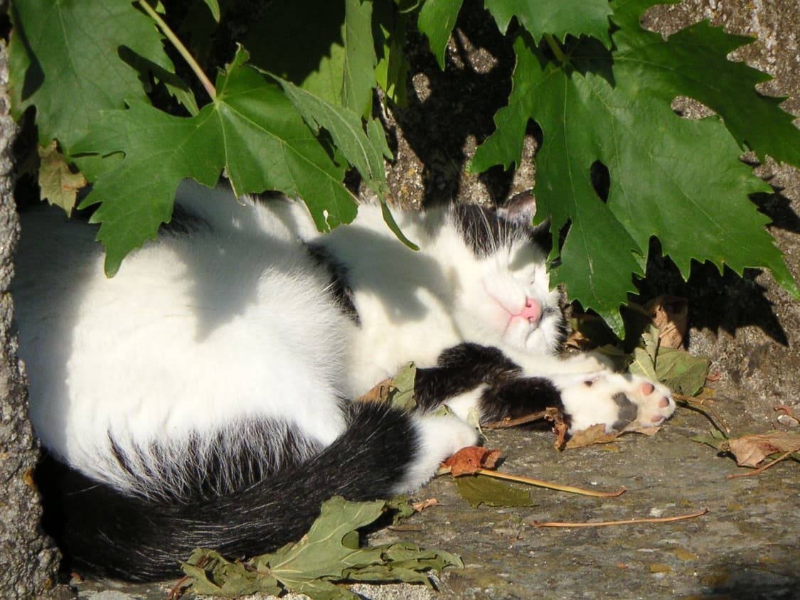 Minolta DiMAGE X20 ㅣ 미놀타 디미지 디마지 빈티지 디카 상품이미지9