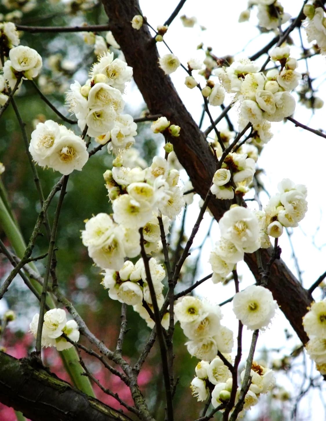 후지필름 파인픽스 F70 EXR 빈티지 디지털카메라 디카 상품이미지4