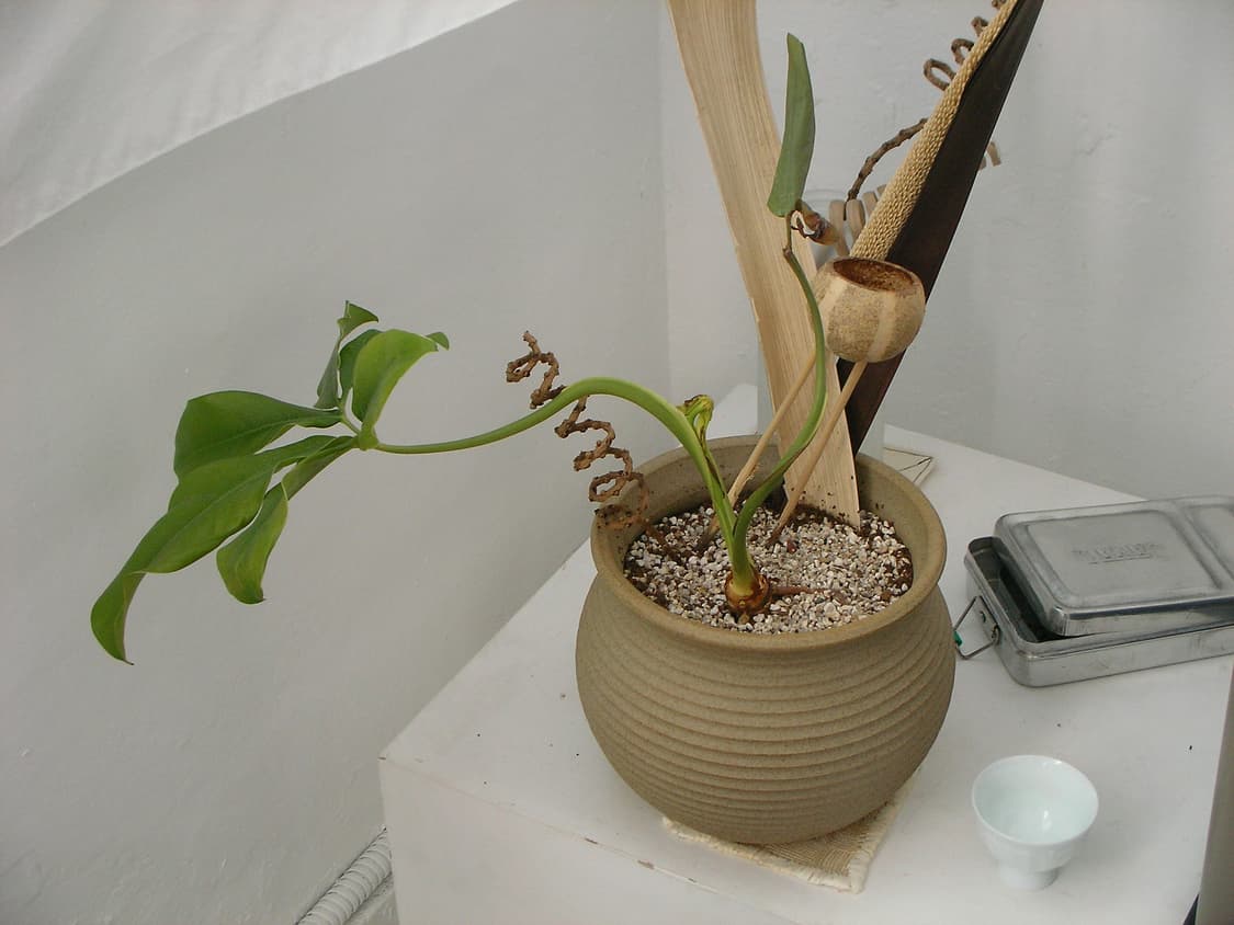 셀카 가능 캠코더) 산요 작티 dmx-c5 디카 디지털카메라 상품이미지9