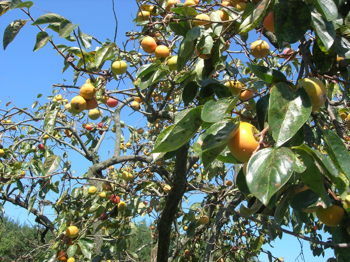 니콘 쿨픽스 5900 디지털카메라 상품이미지9