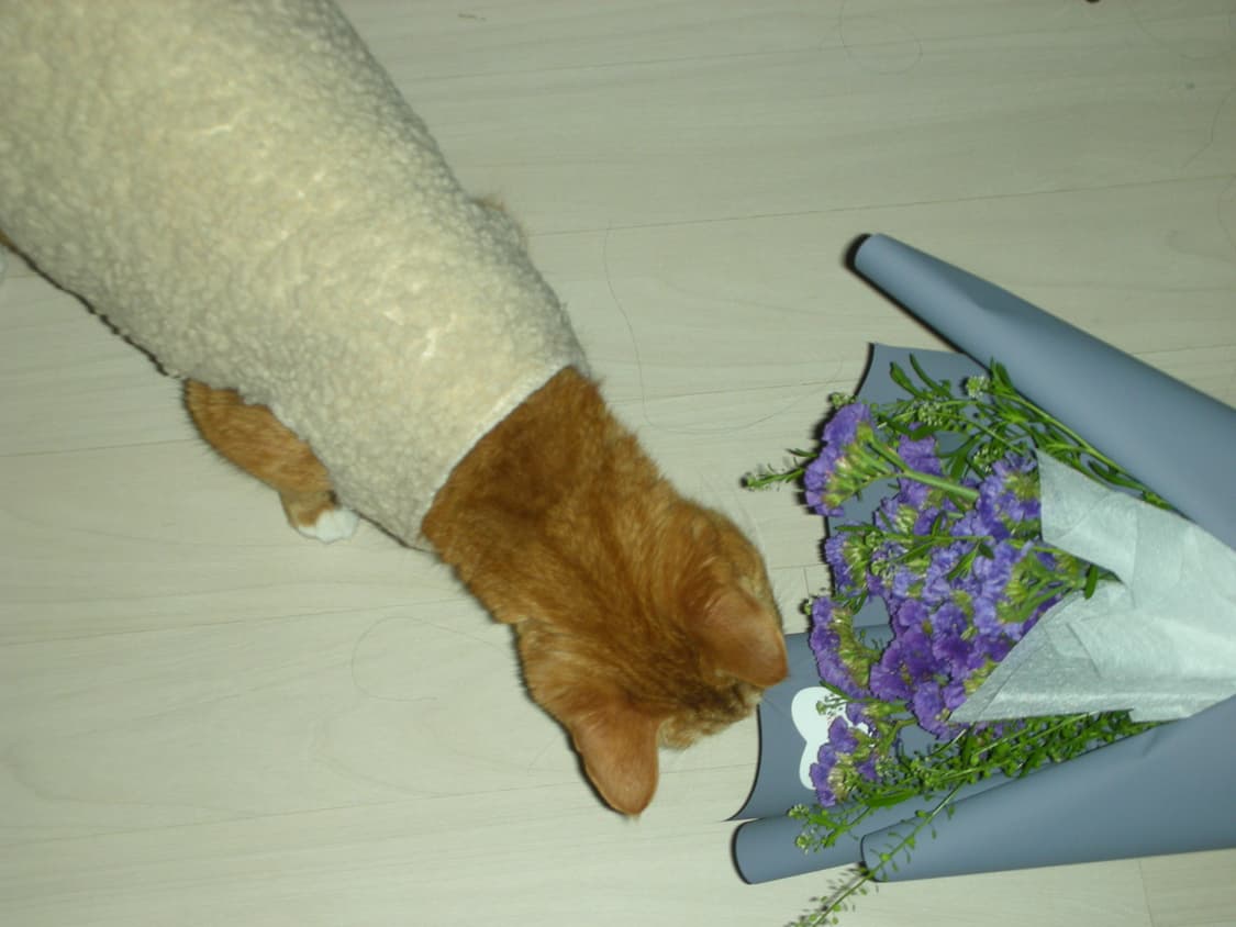 빈티지 디카 니콘 쿨픽스 S8 펄화이트 상품이미지10