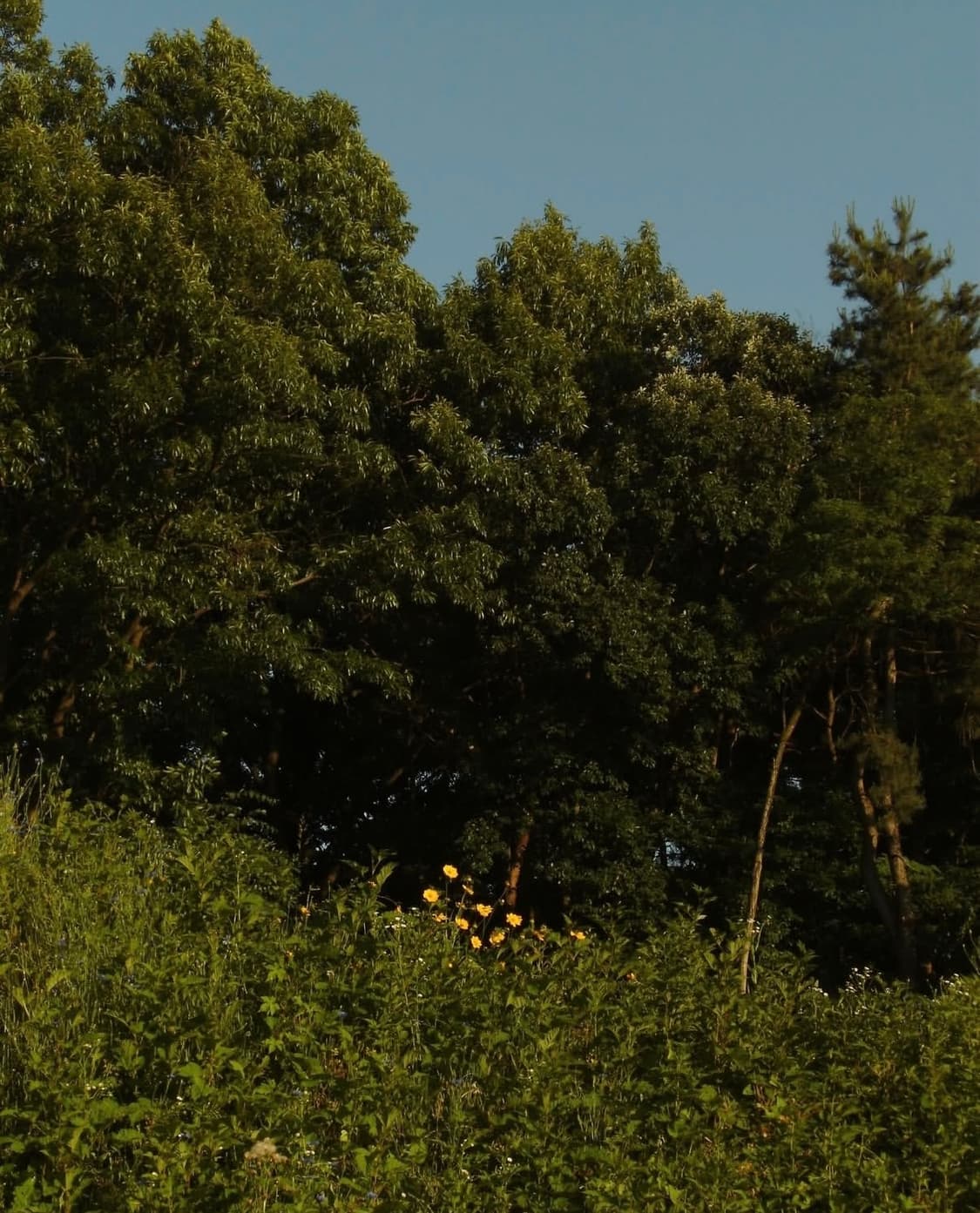 박스/새상품급) Rollei Flexline 140 롤라이 빈티지 디카  상품이미지5