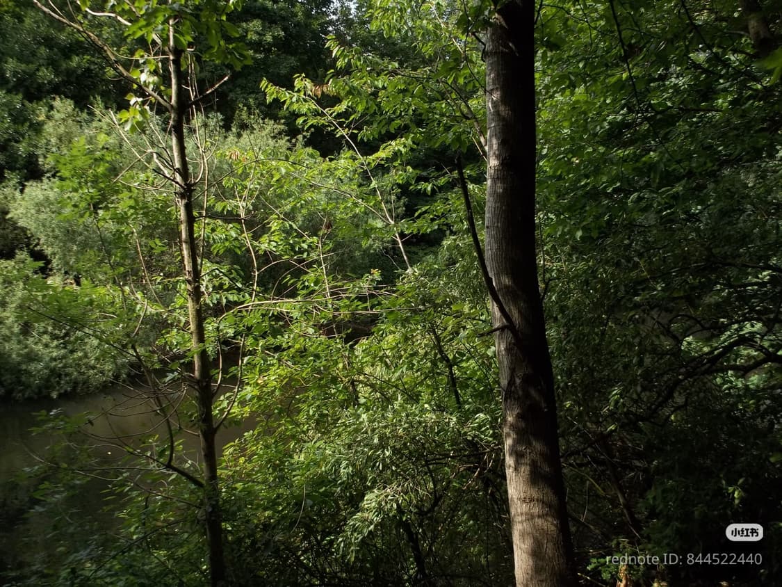 (키키 디카) 코닥 C195 Kodak C195  상품이미지7