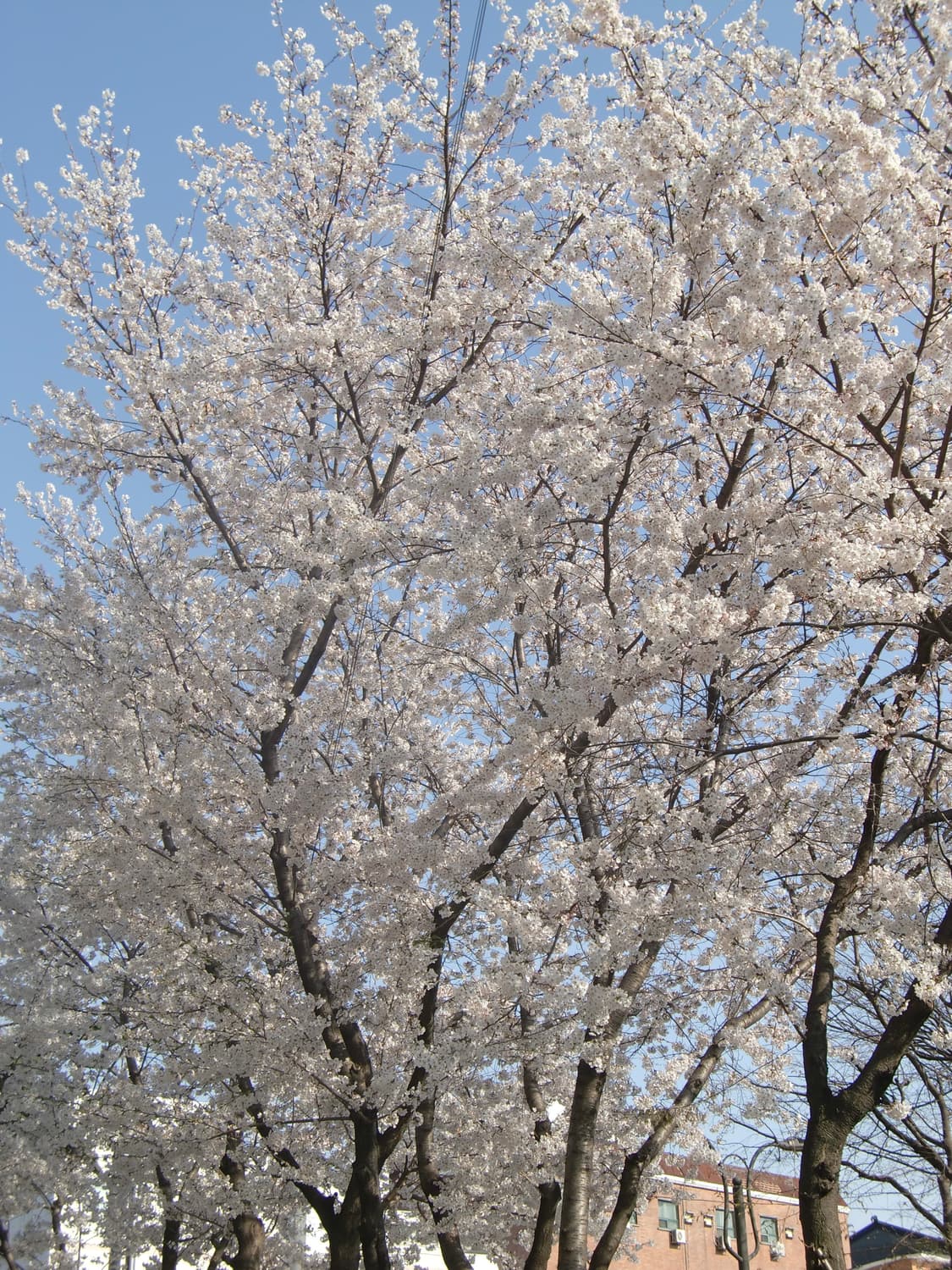 메이크업모드&인물사진!) Casio Exilim EX-H10 디카 상품이미지5