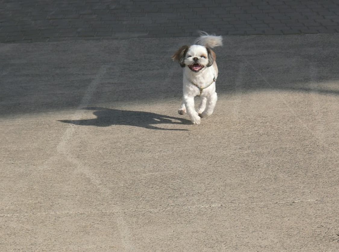 파나소닉 루믹스 DMC-FZ30 디카 (디지털 카메라) 상품이미지9