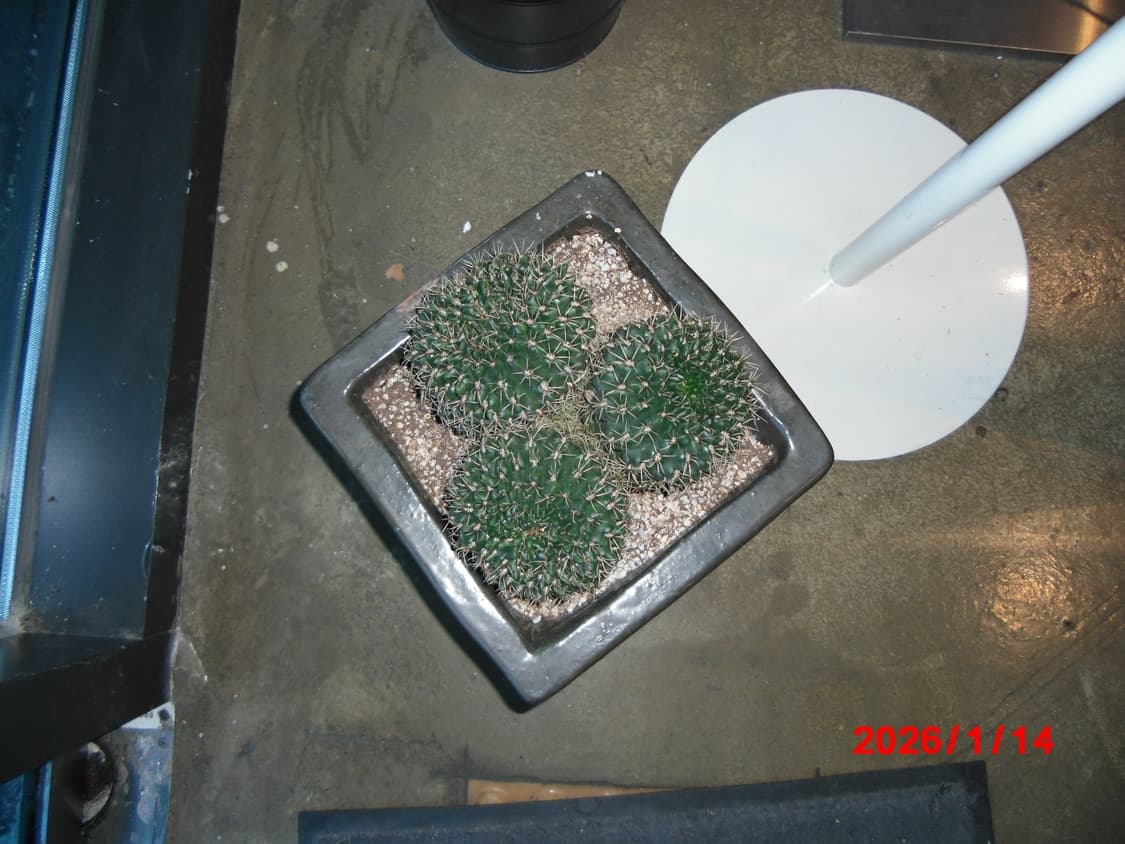 풀박/날짜표시)카시오 엑슬림 ex-z370 실버 빈티지디카 상품이미지8