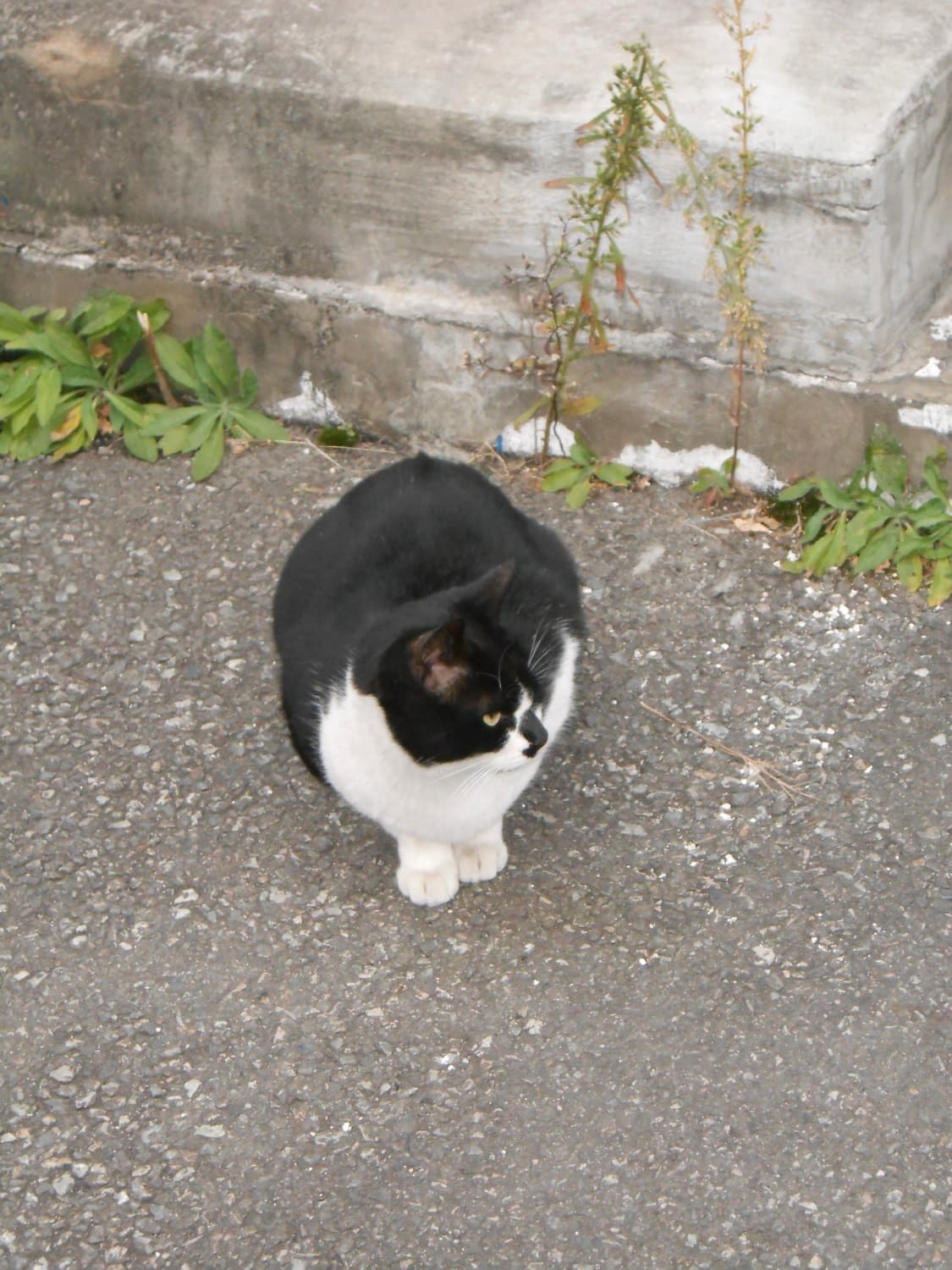 니콘 COOLPIX S2700 / 가볍게 들고 다니는 데일리 감성 디카 상품이미지5