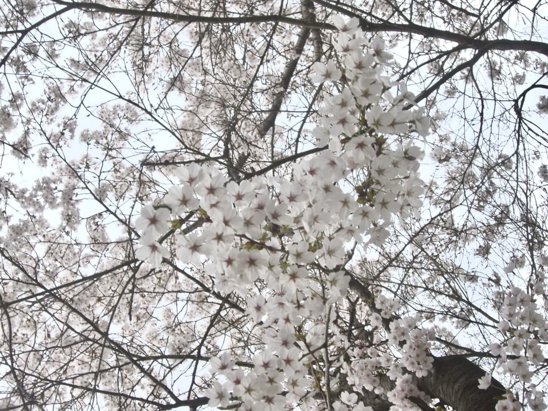 (작례🌸)Pentax Optio S7 디카 상품이미지3