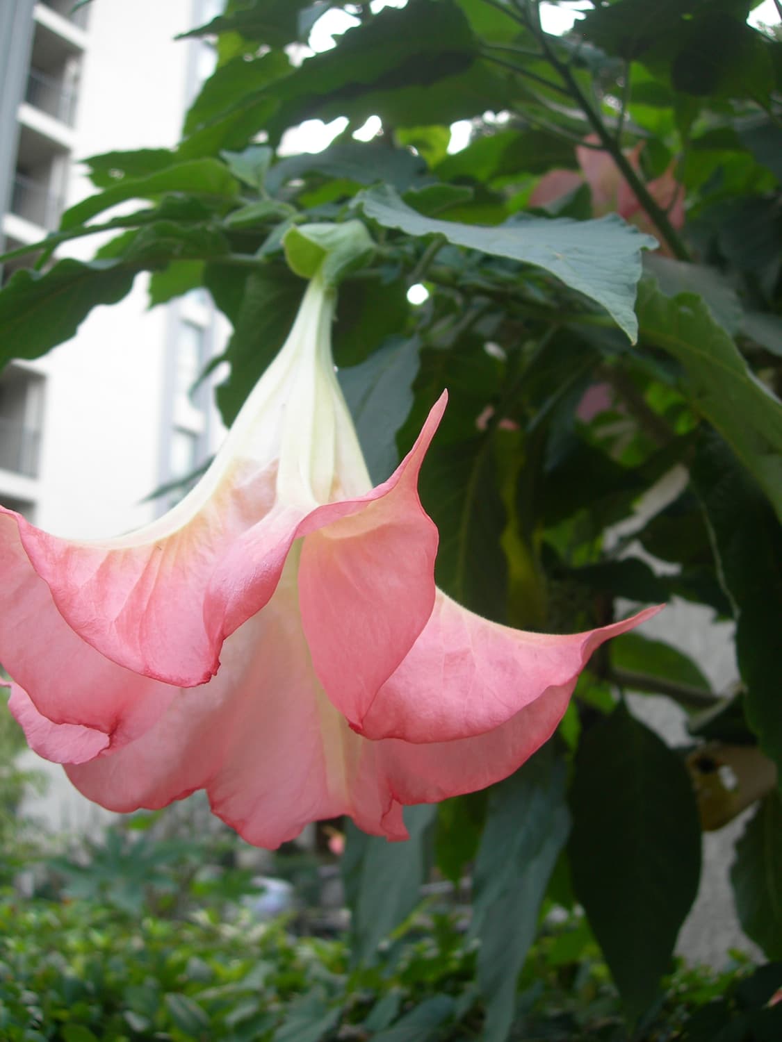 작례) nikon coolpix 7600 상품이미지6