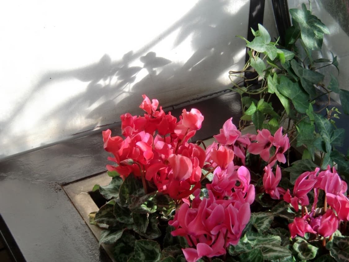 [풀박] 카시오 엑슬림 H10 : casio exilim ex-H10 상품이미지7