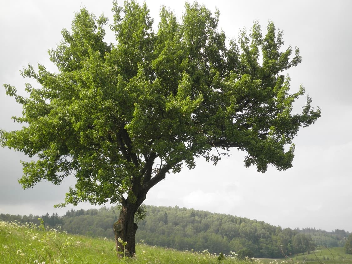 (한국어 지원✨) 올림푸스 Olympus FE-5030 디카 디지털카메라 상품이미지10