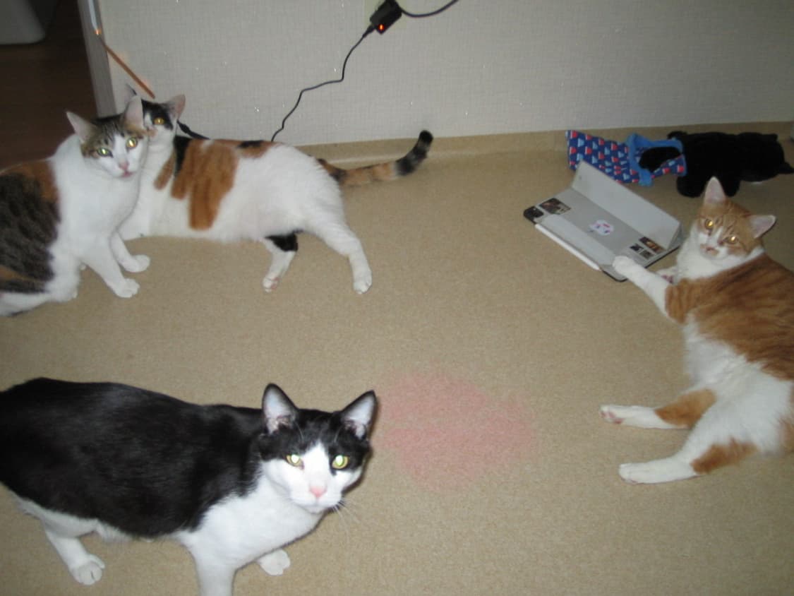 작례) 캐논 익시 IXY Digital L 상품이미지9