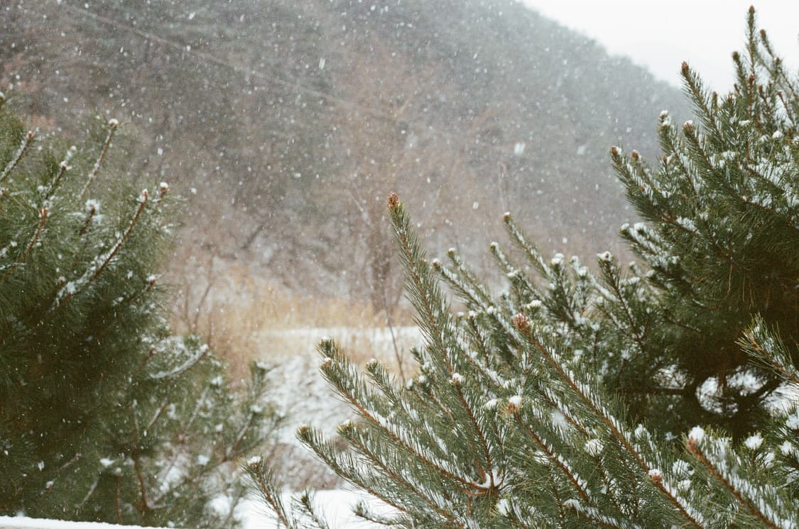 캐논 필름카메라 AE-1P 판매합니다 상품이미지8