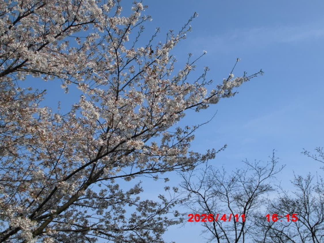 박스 구성/ 작례0/ Casio Exlim ex z31 디카 상품이미지5