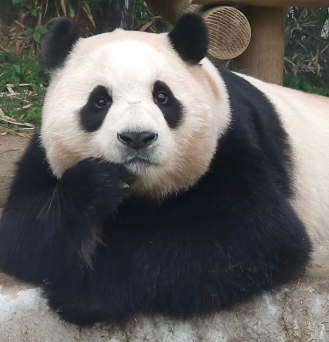 크롬하츠 워크독 자켓 상품이미지1