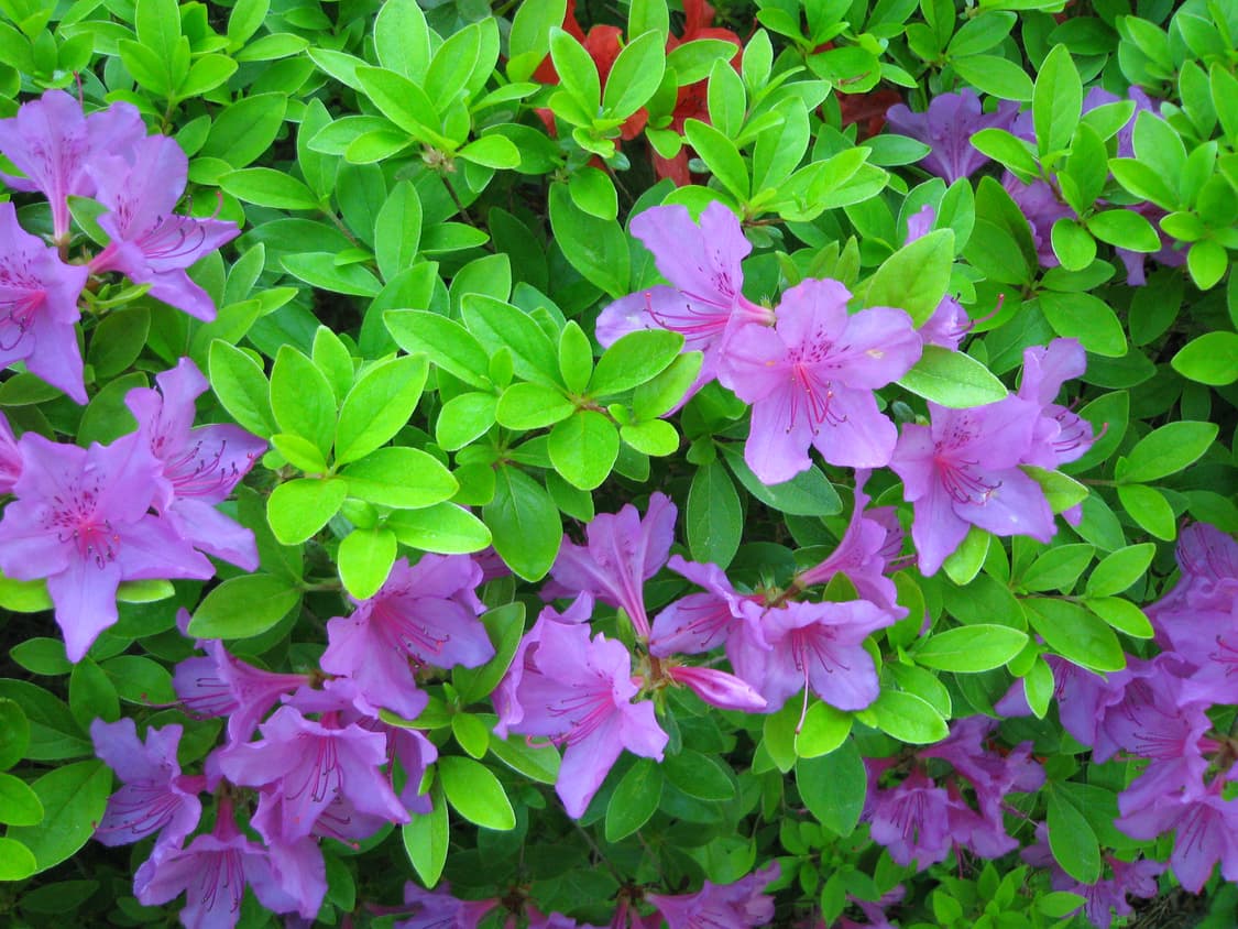 캐논 익서스 익시(IXY) DIGITAL L4 [프레셔스 로즈] 상품이미지9