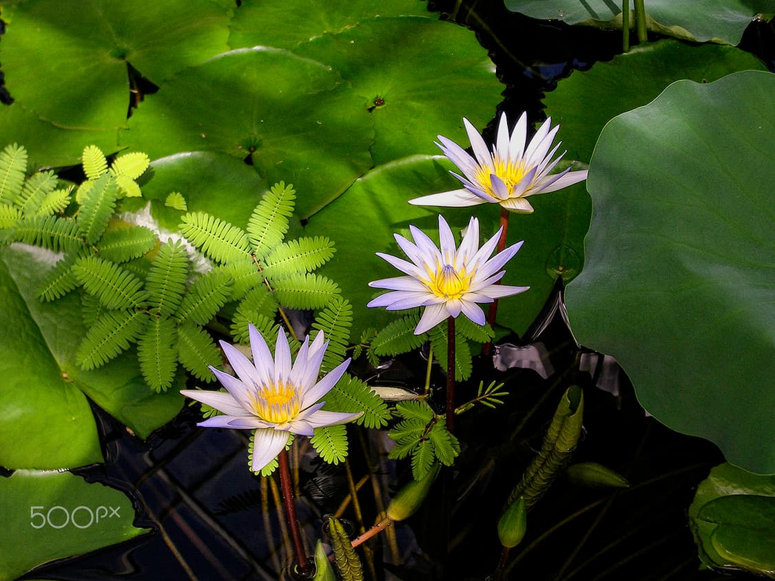 펜탁스 옵티오X 빈티지 디카 판매합니다 상품이미지8
