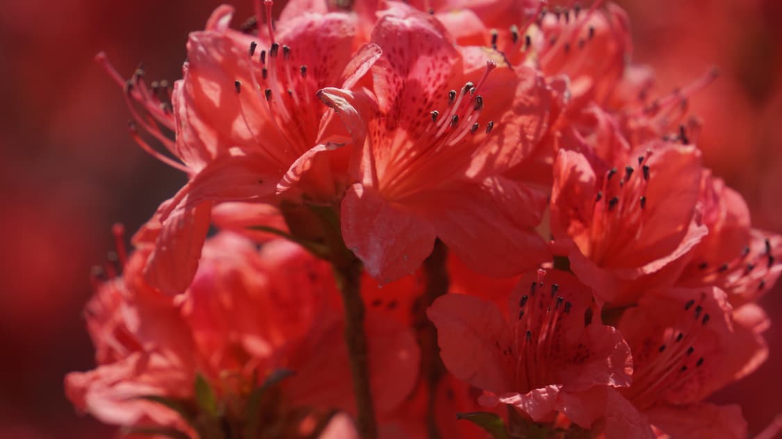 소니 E마운트 55-210mm OSS 렌즈 팝니다(렌즈 구간별 사진). 상품이미지6