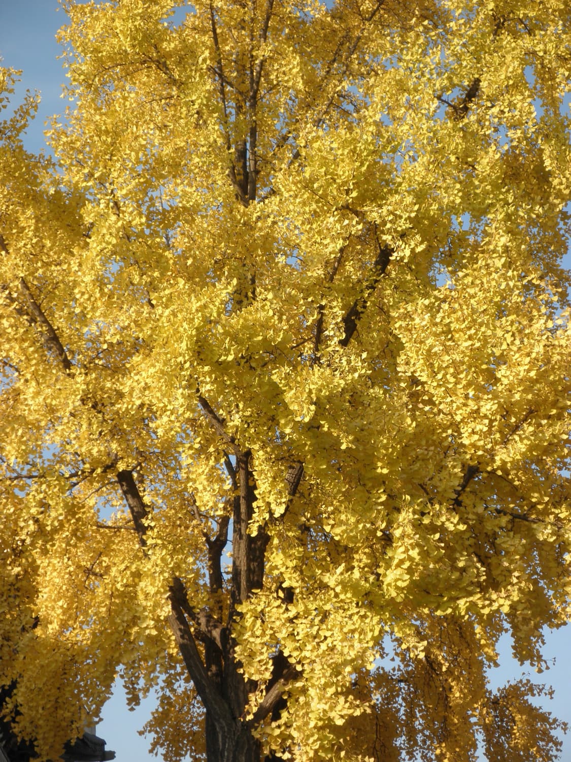 셀카&한효주!) Samsung VLUU PL121 디카 카메라 상품이미지2