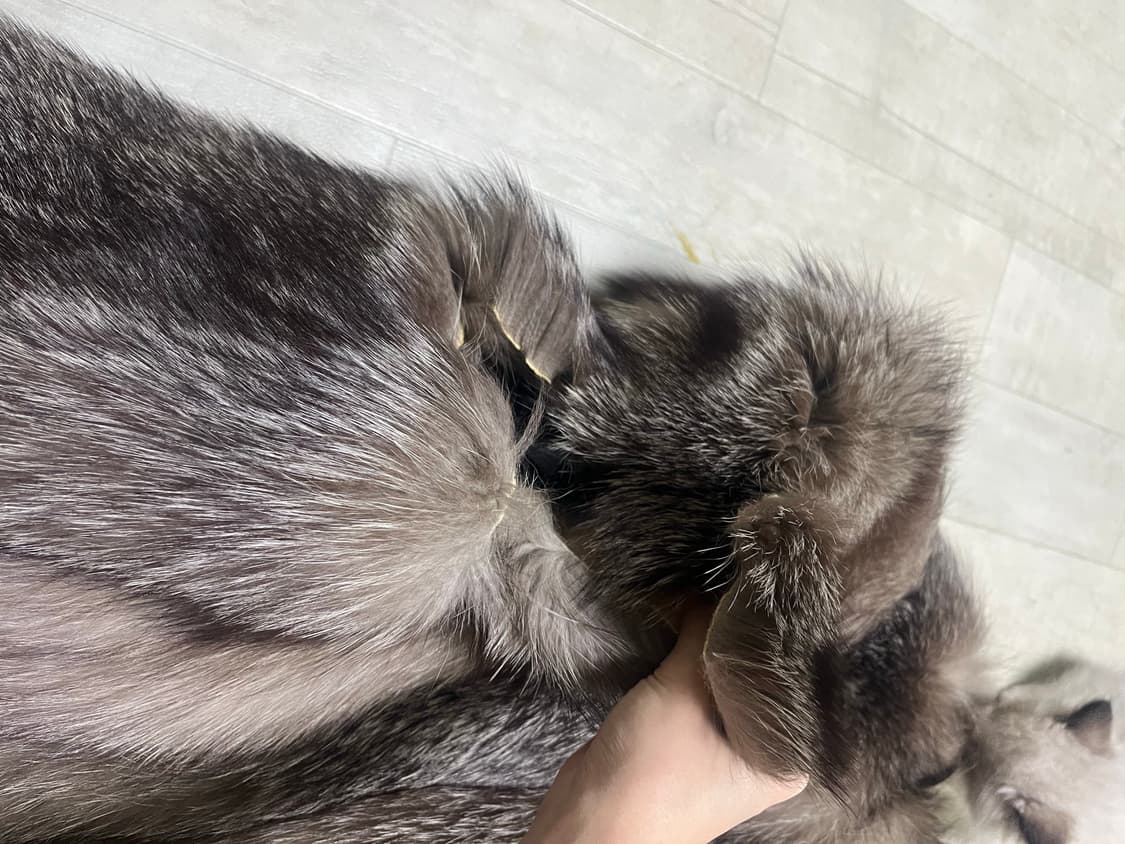 진우모피 사가폭스코트 리얼모피 리폼용 상품이미지3