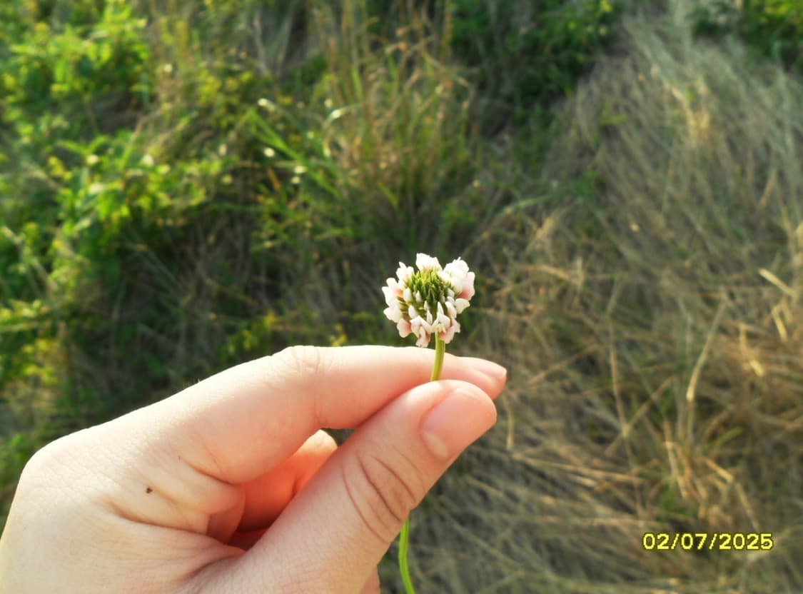 작례O) 삼성 VLUU ES70 상품이미지8