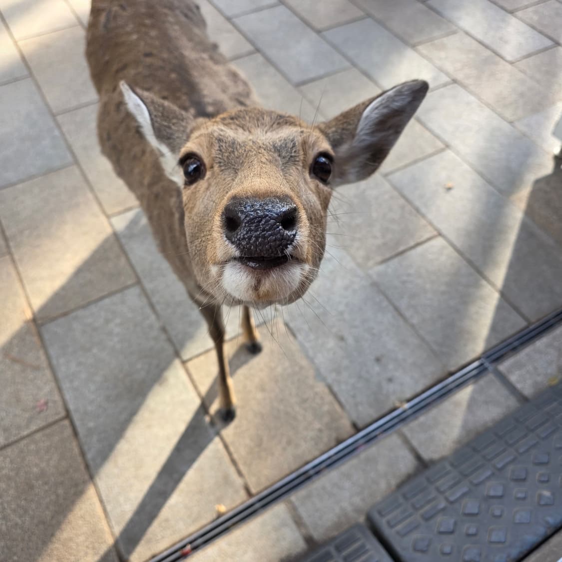 사슴치치 솔 몬치치 상품이미지1