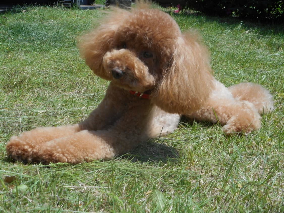 니콘 쿨픽스 Nikon COOLPIX S3600 블랙 상품이미지2