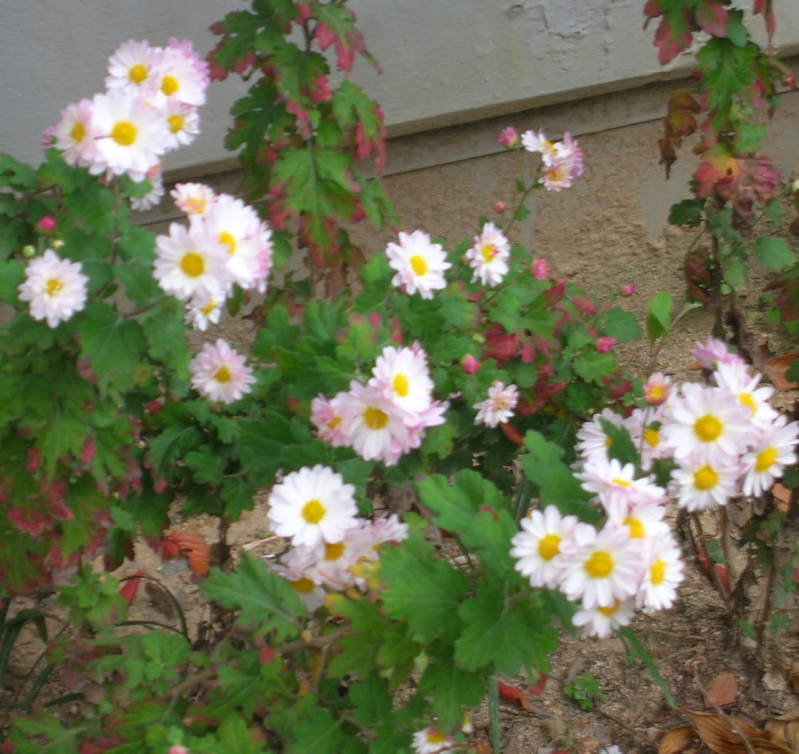 니콘 Coolpix 5600 빈티지 디카 상품이미지8