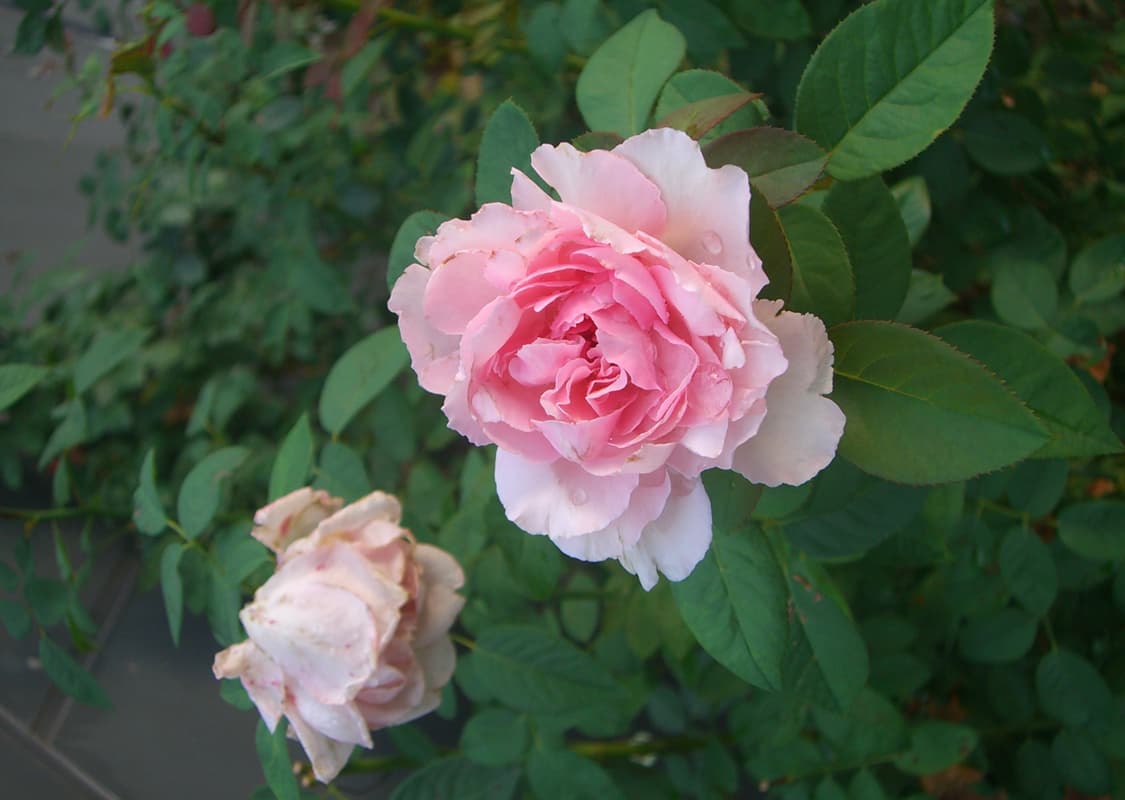 입문용 추천! casio 엑슬림s500 exilim EX-s500 카시오 상품이미지7