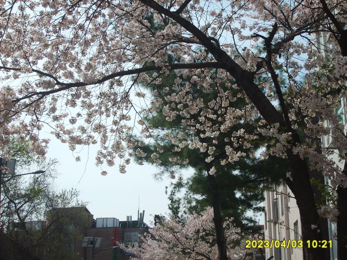 삼성 케녹스 s500 디카 (빈티지 카메라) 상품이미지6