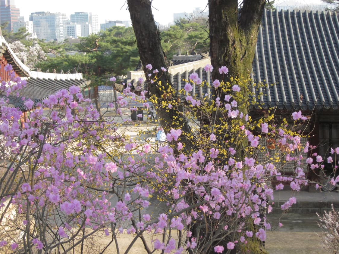 니콘 쿨픽스 S51 실버 작례O 상품이미지9