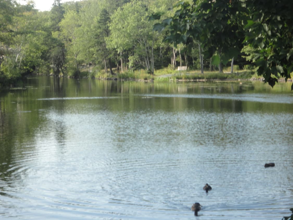 필카st✧･ﾟSony Cybershot 소니 사이버샷 dsc-w550 상품이미지3