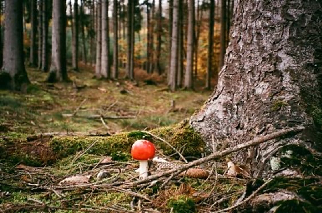 PENTAX ESPIO 105sw 필카 상품이미지6