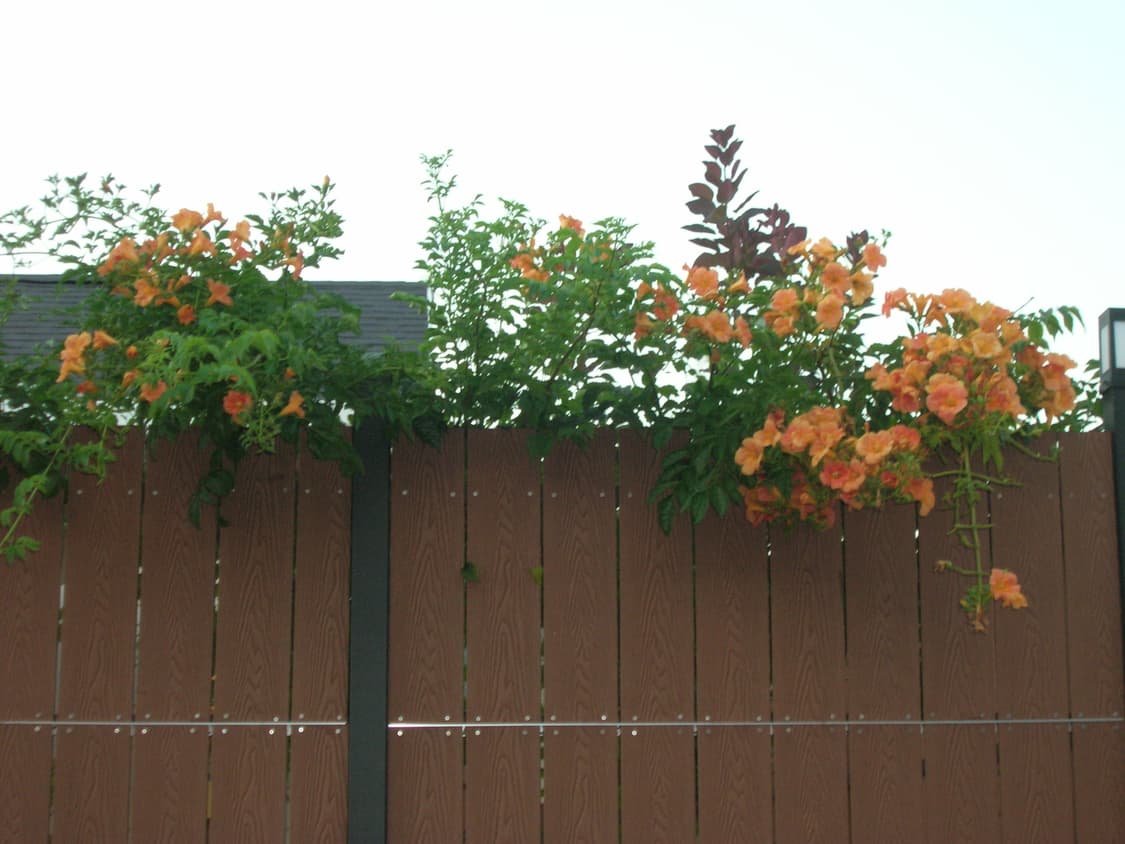 니콘 쿨픽스 5600 디카 상품이미지5