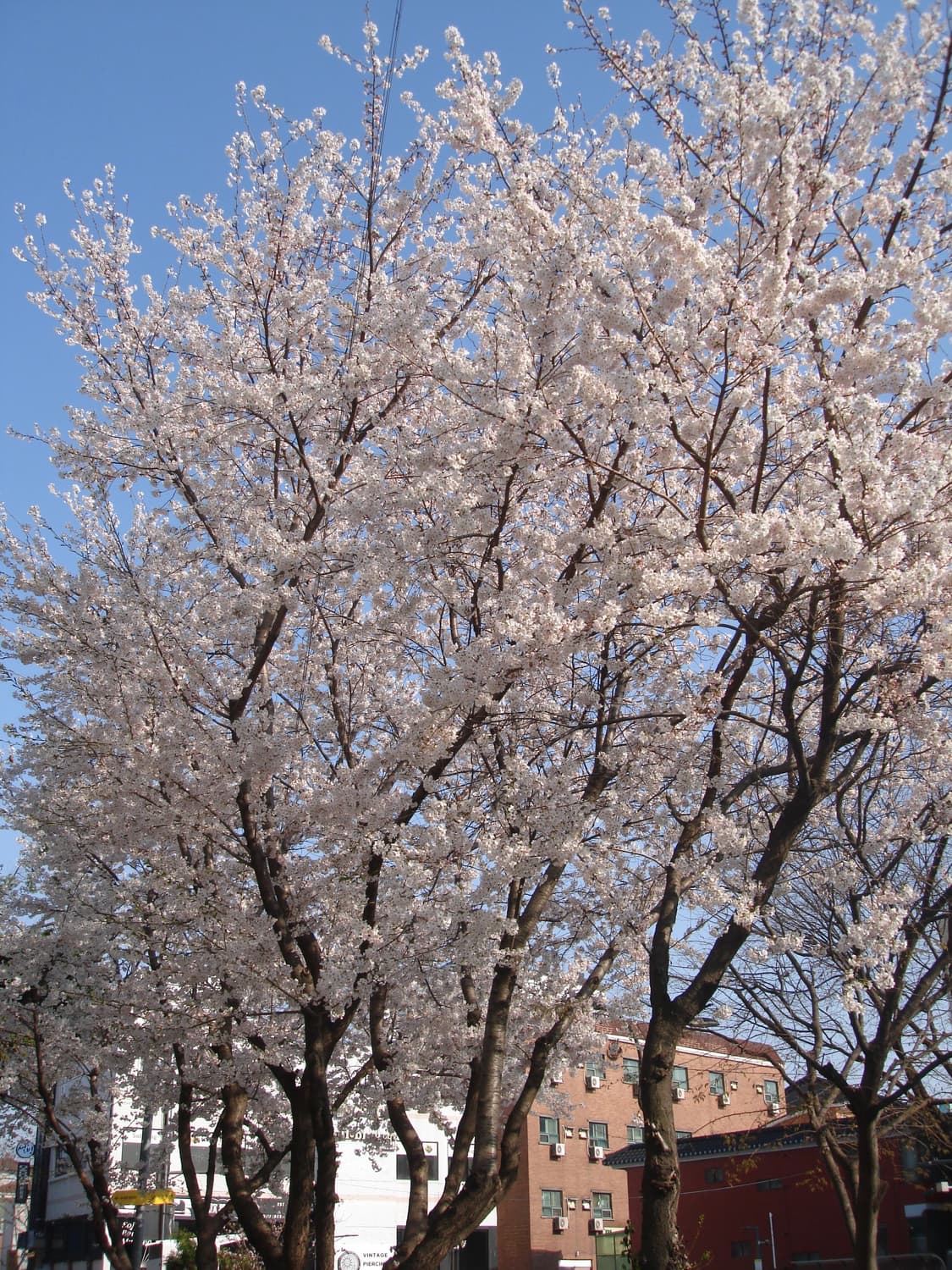 희귀&강추!) Sony Cyber-shot WX100 디카 카메라 상품이미지6