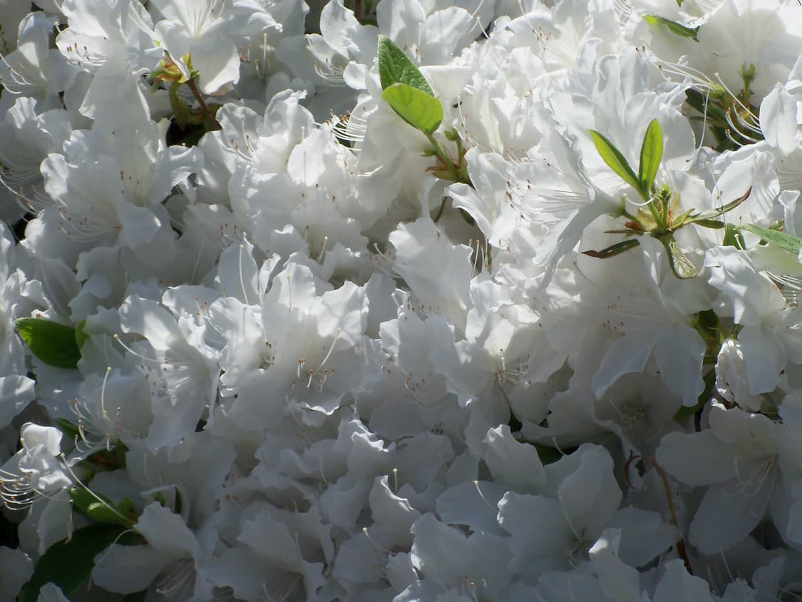 코닥 이지쉐어 C190 / Kodak EasyShare C190 (작례) 상품이미지7