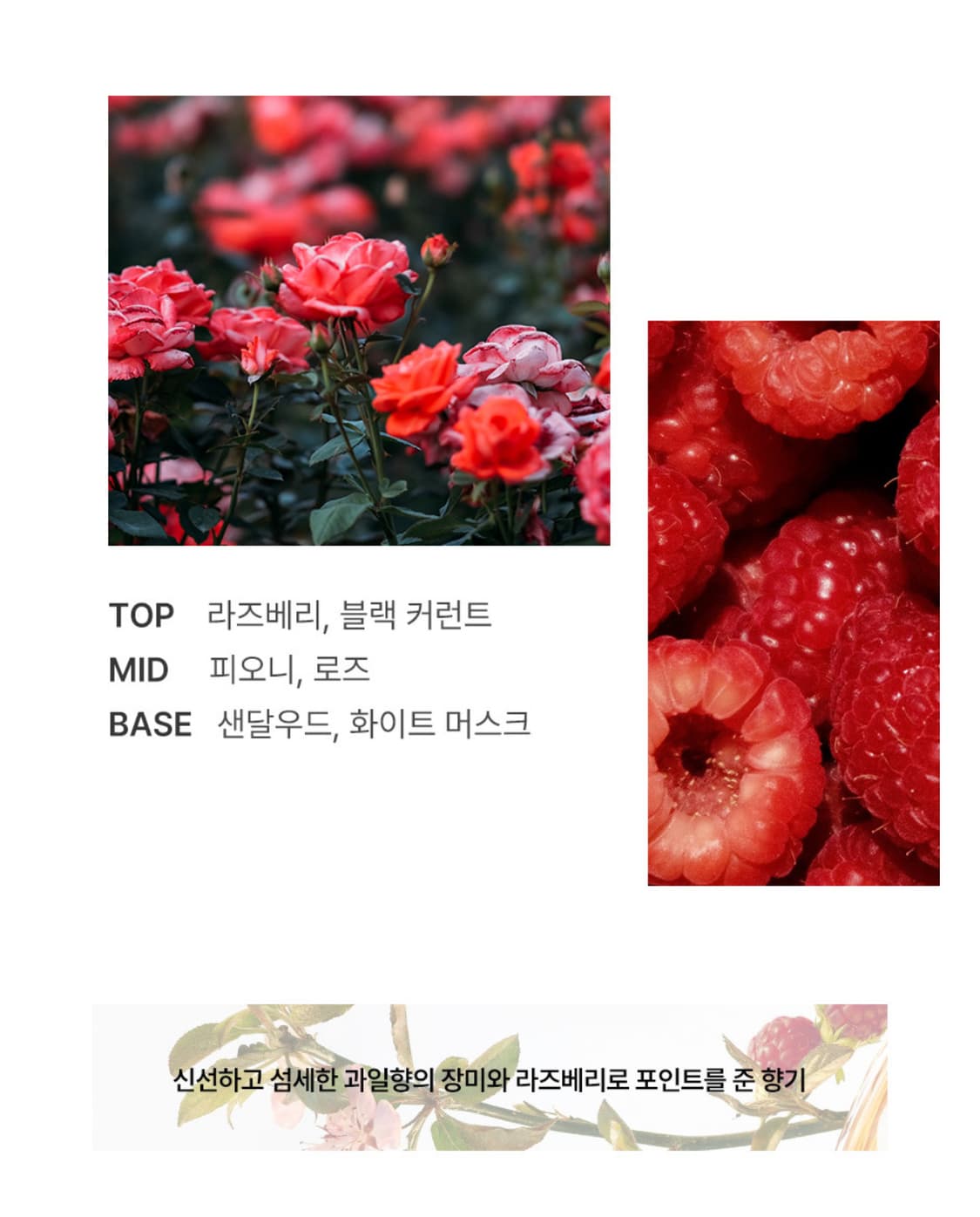 장미 정원의 향기 구딸파리 로즈 폼퐁 오드퍼퓸 50ml 상품이미지2