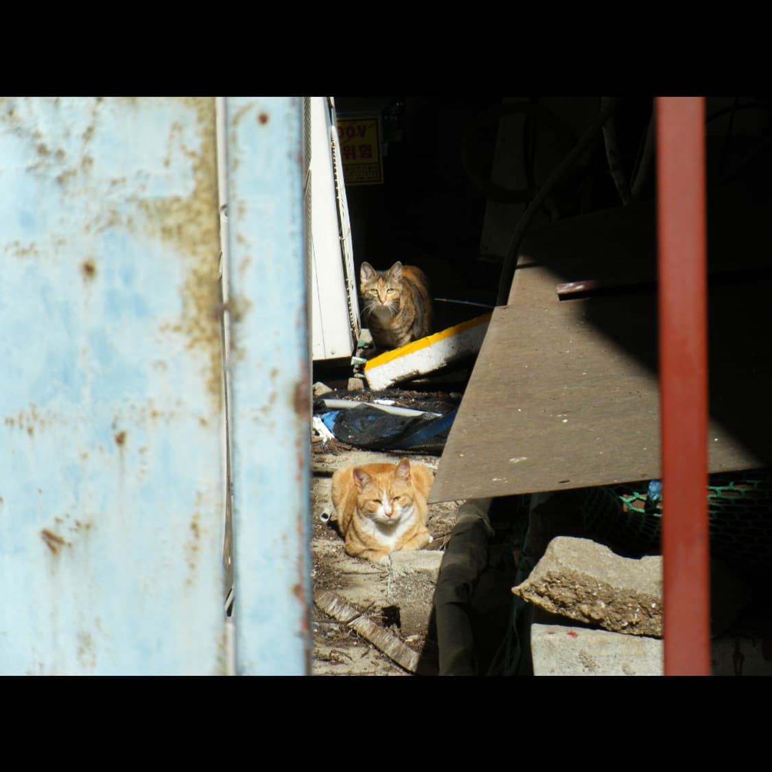 작례⭕️ 후지 파인픽스 Z 250 FD 상품이미지6