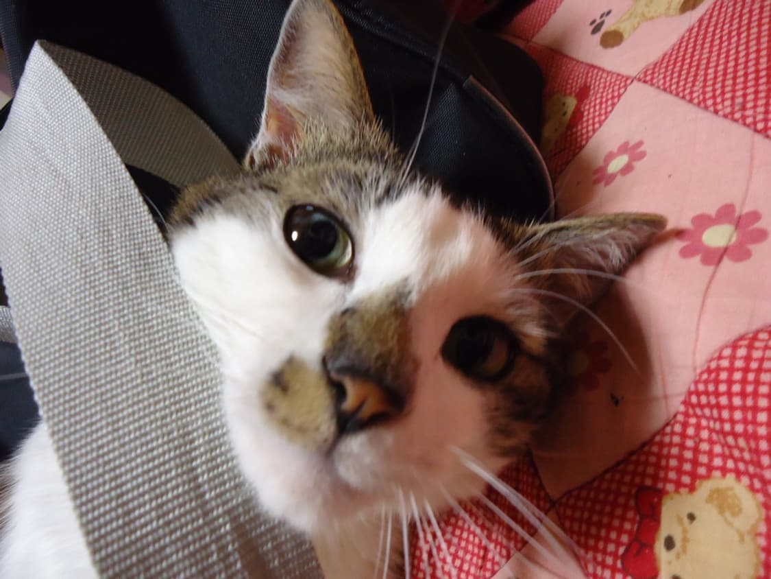 소니 사이버샷 Sony Cyber-shot DSC-W520 실버 상품이미지3