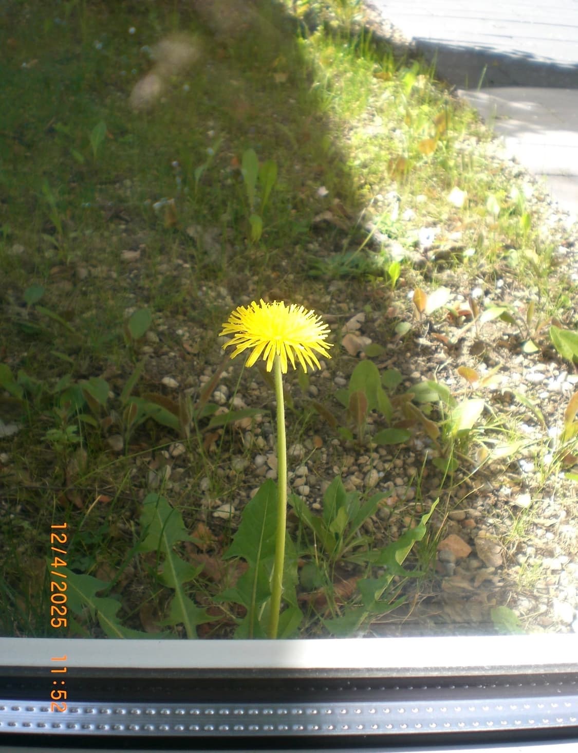 카시오 엑슬림 z80 CASIO EXILIM Z80 빈티지 디카 상품이미지4