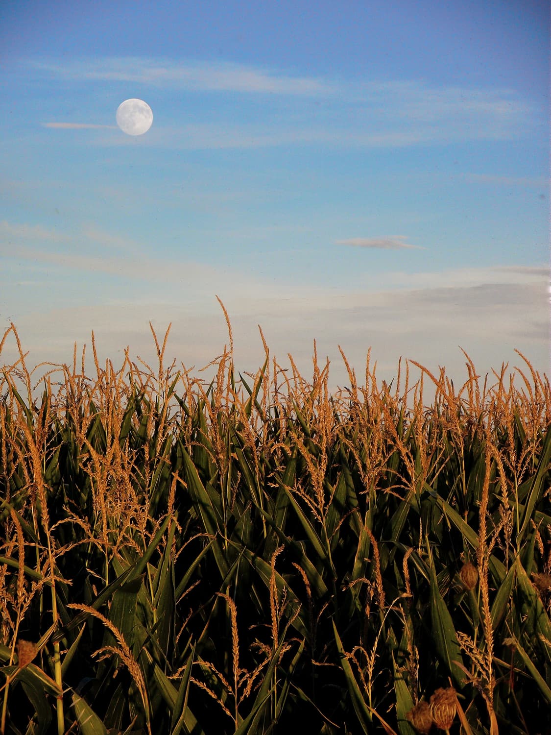 작례O 30주년 하이엔드 후지필름 파인픽스 s1600 디지털카메라 빈티지 상품이미지5