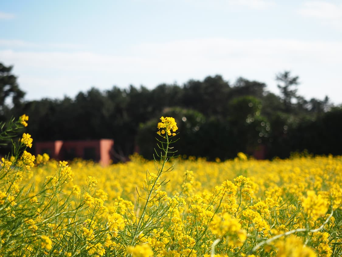 올림푸스 OM-D E-M5 Mark II 급처합니다. 상품이미지8