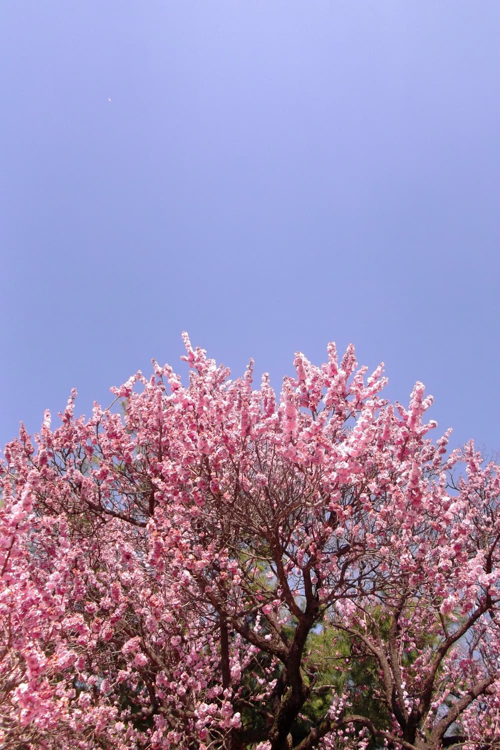 후지필름 fuji jx400 디카 (작례 O) 상품이미지9