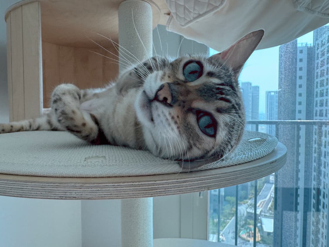 고양이 상품이미지1