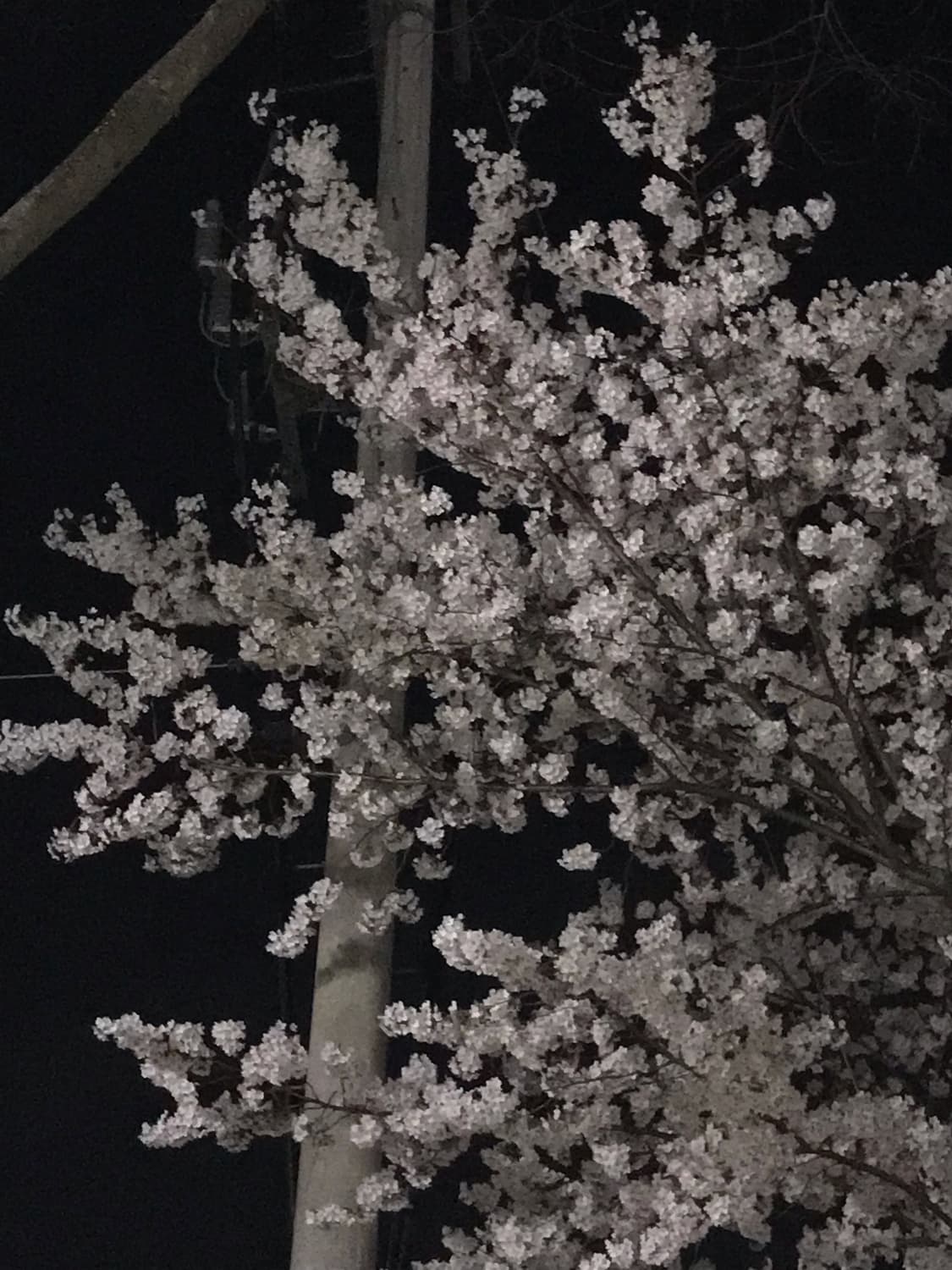 로즈골드 아이폰7 128GB 상품이미지3