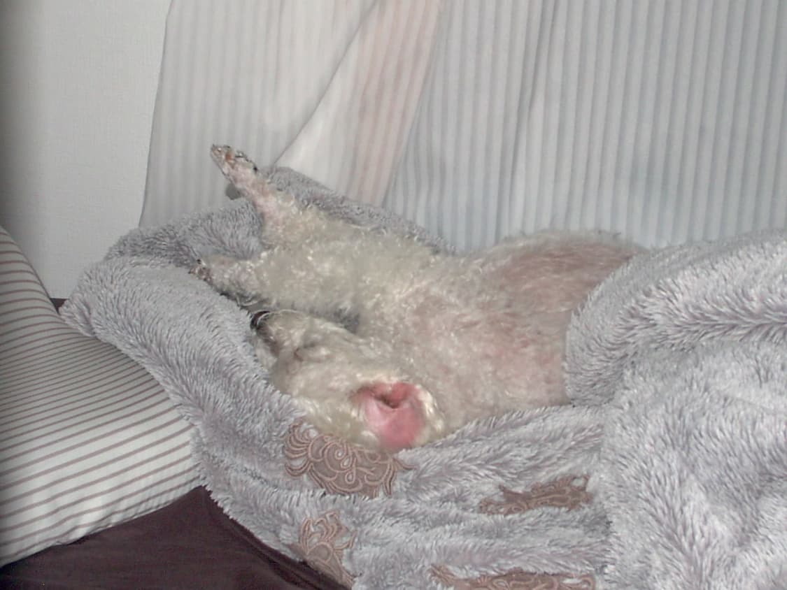 비비타 비비캠 3705 빈티지 디지털카메라 상품이미지9