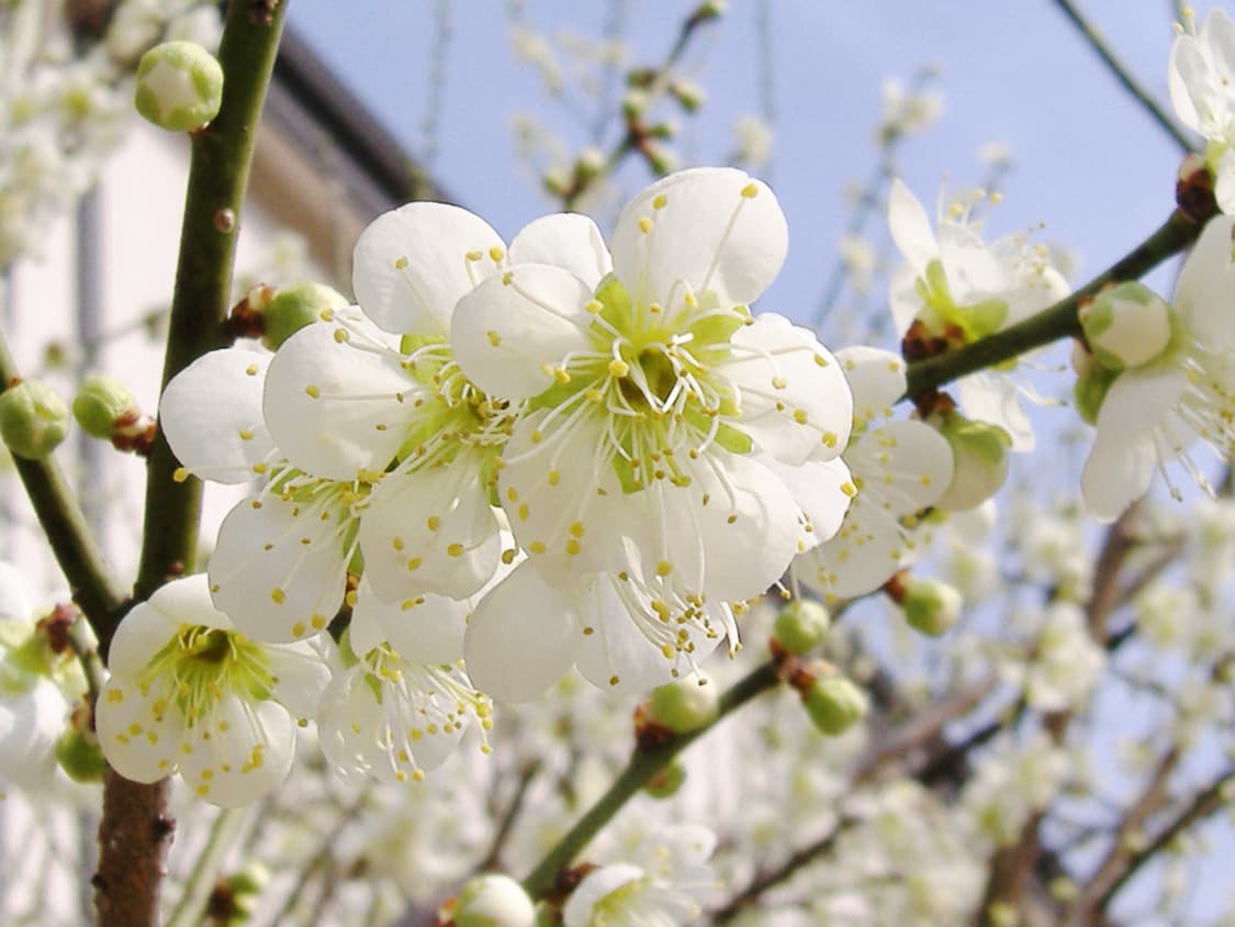 무료배송) 후지필름 파인픽스 A370 빈티지 디카 상품이미지7